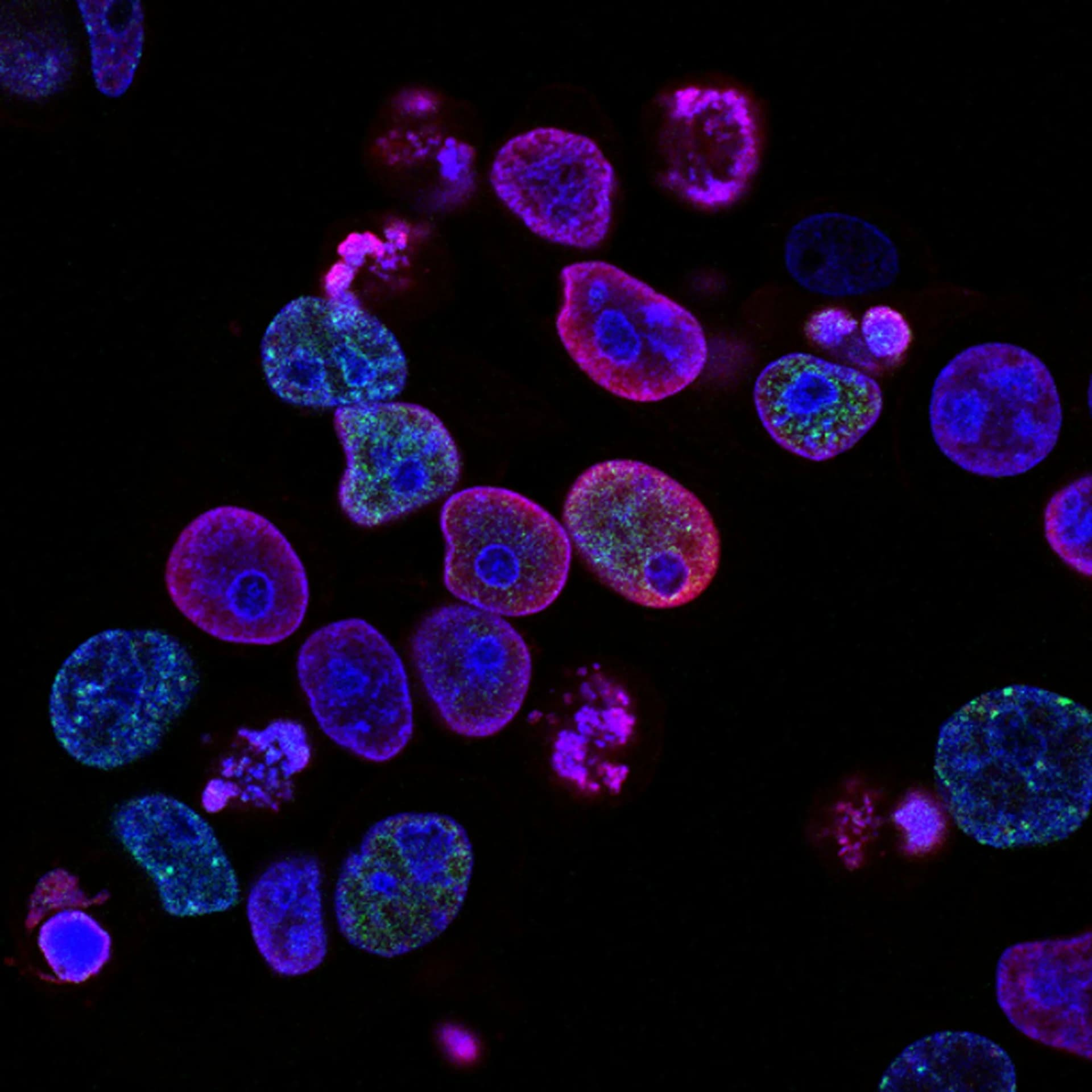 Cells